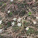 Anemone nemorosa L.<br />Ranunculaceae<br /><br />Anemone bianca<br />Anémone des bois, Anémone sylvie<br />Busch-Windröschen, Wald-Anemone
