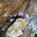 Viola canina L.<br />Violaceae<br /><br />Viola selvatica <br /> Violette des landes, Violette des chiens <br />Hunds-Veilchen
