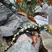 Salamandra in posa
