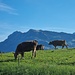 Die Kühe auf Matug geniessen den Auslauf im frischen Gras