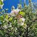 Blühender Apfelbaum 
