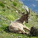 Steinböcke direkt bei der Hütte