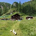 Begrüssungskommando auf der Alpe Larecchio