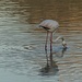 wo unter anderm auch Flamingos hausen...