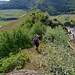 Der Trampelpfad führt weiter durchs Gebüsch, dann wieder eine freie Felsrippe hinunter. 