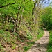 Nach einer kurzen Rundumschau verließen wir den Aussichtspunkt auf seinem bergseitigen Zugangsweg, der gleich darauf auf den von der Bank bzw. vom Tal heraufführenden Wanderweg trifft. Gleich links an einem Baum befindet sich ein Schild, an dem wir wieder ins Gebüsch zweigten. 