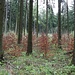 Unfug - Angepflanzter Buchenjungwuchs in erntereifem Fichtenwald<br />In spätesten 5 Jahren fährt hier der Vollernter durch...