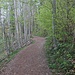 Der Weg führt in den Wald hinein.