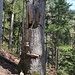Baumpilze beim Abstieg nach Schliersee.