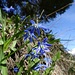 Sibirische Blausterne (Scilla Siberica)