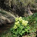 Schlüsselblumen an der Suone