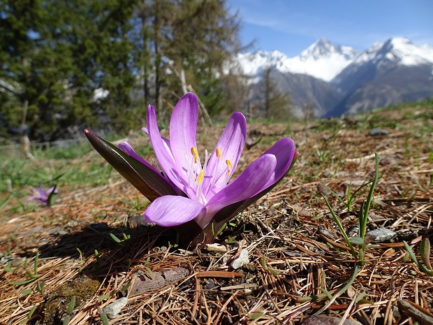 Lichtblume vor Walliser Gipfeln