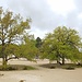 Alte Eichen auf der Sandfläche beim Cul de Chien.