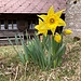 ... mit Blumenschmuck