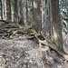 auf Wurzelweg ...