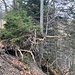 ... und hinauf zur bereits mächtig gewachsenen neuen Baumgruppe auf altem Wurzelstock