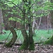 Tanzende Bäume...zu hmm würde sagen SWING
(Wie wärs mit <a href="https://www.youtube.com/watch?v=CRYBktx10gk" rel="nofollow" target="_blank">https://www.youtube.com/watch?v=CRYBktx10gk</a>)