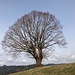 dieser formidable Baum markiert den Beginn des Chüehüttegrates oberhalb P. 1097