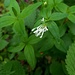 Asperula taurina L.<br />Rubiaceae<br /><br />Stellina cruciata <br /> Aspérule de Turin <br /> Turiner Waldmeister