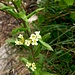 Arabis turrita L.<br />Brassicaceae<br /><br />Arabetta maggiore <br /> Arabette tourette <br />Turm-Gänsekresse