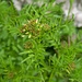 Cardamine impatiens L.<br />Brassicaceae<br /><br />Billeri comune <br />Cardamine impatiente <br />Spring-Schaumkraut