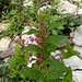 Melittis melissophyllum L.<br />Lamiaceae<br /><br />Erba limona comune <br />Mélitte à feuilles de mélisse <br /> Immenblatt, Waldmelisse
