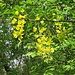 Laburnum anagyroides Medik.<br />Fabaceae<br /><br />Maggiociondolo comune <br /> Aubour commun <br />Gemeiner Goldregen
