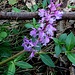 Un'orchidea che non so iodentificare