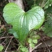 Tamus communis L.<br />Dioscoraceae<br /><br />Tamaro<br />Tamier commun, Herbe aux femmes battues <br />Schmerwurz<br />