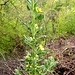 Verbascum lychnitis L.<br />Scrophulariaceae<br /><br />Verbasco licnite <br /> Molène lychnite <br />Lampen-Königskerze, Lampen-Wollkraut, Mehlige Königskerze