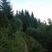 Der Weg führt im Wald um den Roßkopf herum...