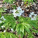 <b>Il fiore dominante in questo periodo è la Dentaria pennata (Cardamine heptaphylla).<br />Cresce in faggete e abetine, in ambienti umidi e ombrosi, su suoli piuttosto freschi, profondi e ricchi in humus, con optimum nella fascia montana.</b>