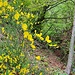 <b>Ginestra dei carbonai (Cytisus scoparius) nella Valle Luasca.</b>