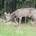 angenähert