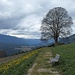 der magische Baum