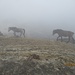 Nebel im Bhote-Koshi-Valley