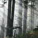 im Wald kommt man zur Nebelgrenze