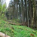 Verlorener Pfad
