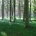 Ausklang: herrlich streiflichtiger, offen begraster Wald<br />Balsam für Geist, Seele und Körper