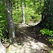 Rückblick auf die eine Schlüsselstelle am Ende vom Wald, der Wanderweg ist steil und voller Wurzeln.