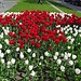 Tulpen Schweizerkreuz 