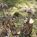 die Pilze vom Gürgütschchopf