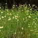 Luzula nivea (L.) DC.<br />Juncaceae<br /><br />Erba lucciola maggiore <br /> Luzule blanc-de-neige <br /> Schneeweisse Hainsimse