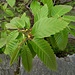 Castanea sativa Mill.<br />Fagaceae<br /><br />Castagno comune <br />Châtaignier cultivé <br /> Edel-Kastanie