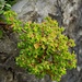 Euphorbia peplus L.<br />Euphorbiaceae<br /><br />Euforbia minore <br /> Euphorbe des jardins <br />Garten-Wolfsmilch