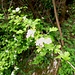 Crataegus monogyna Jacq.<br />Rosaceae<br /><br />Biancospino comune <br /> Aubépine à un style, Epine blanche <br />ingriffeliger Weissdorn