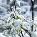Ein Hingucker sind die frischgrünen Blätter der Vogelbeersträucher unter Schneehauben.