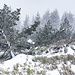  Im Schneefall wirken Vegetation und Raum sehr anders, ein lohnendes Erlebnis.