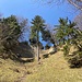 Hochblick zum Gratsteig vom unten durch den Biseggwald führenden Rückweg