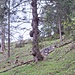 markanter Baum nahe dem Almzaun